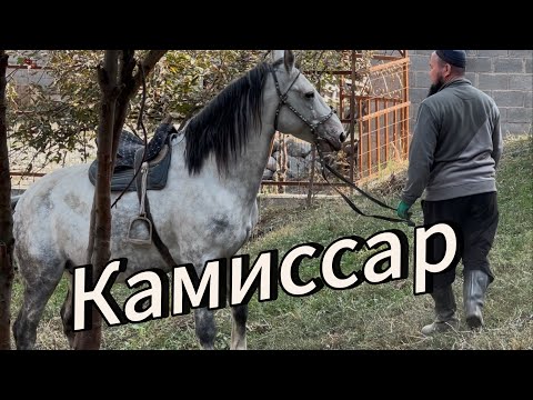 Видео: Комиссар Улактын Аты Санжар Акеден 2 Кучтуу Ат чыкты 20 октября 2025 г.