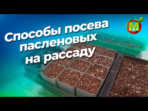 Видео: Способы посева пасленовых культур на рассаду. Подготовка грунта и семян к посеву.