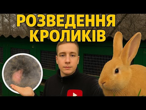 Видео: Суботній день на кролефермі 🐰| +поповнення