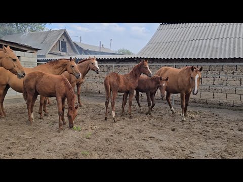 Видео: Дончак бээлер сатылат тел:+996 770 249 387