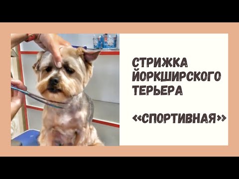 Видео: Стрижка йоркширского терьера Grooming Yorkshire