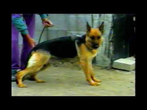 Видео: Посещение питомника HAUS GERO, Германия, 1991 год