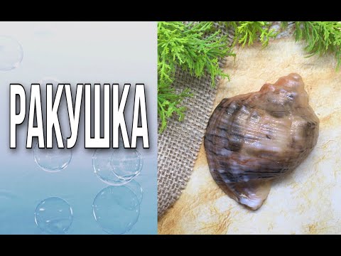 Видео: Мыло «Ракушка»/Мыловарение/Soap