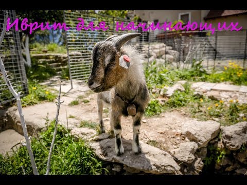 Видео: 1009. Местоимения "ли, лэха, лах" (мне, тебе) на иврите  - для стеснительных