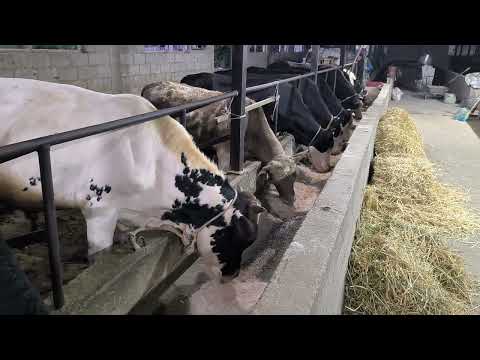 Видео: 3 Месяц Откорм Бычков 7 августа 2025 г.