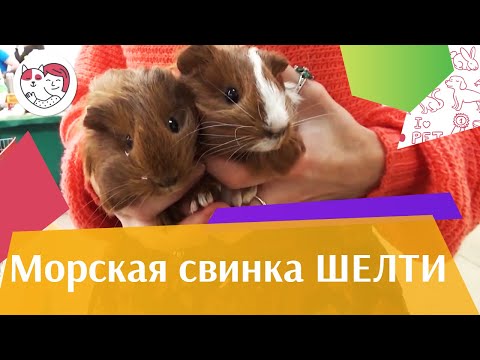 Видео: Морская свинка шелти на ilikepet. Особенности породы, уход