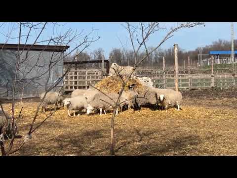 Видео: Опыт кормления овец соломой. Холм-столовая.