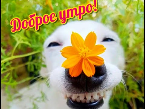 Видео: влог - субботнее утро