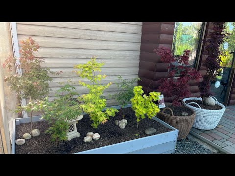 Видео: Обзор 😍на мой уголок с 21-го японского клена