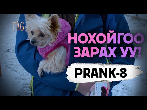 Видео: Нохойгоо зарах уу? Prank 8  🐕🥰💝 | TAG entertainment