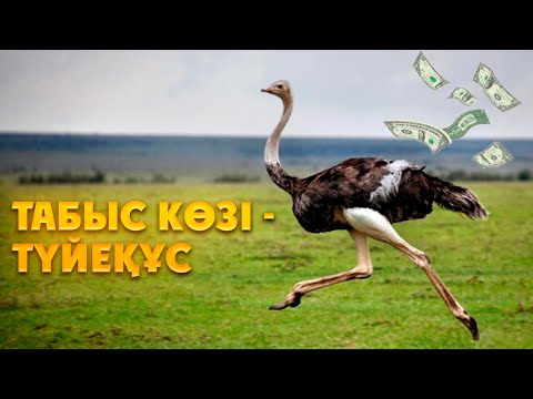 Видео: Табыс көзі – түйеқұс