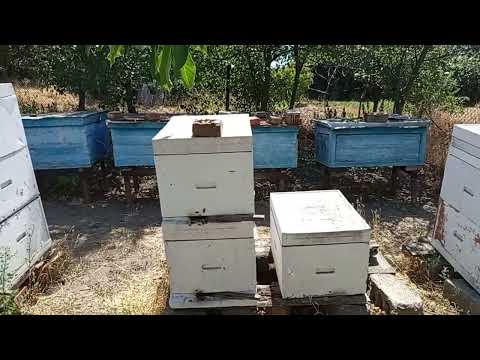 Видео: Пчелы заливают гнездо или о методе Скоробагатого.