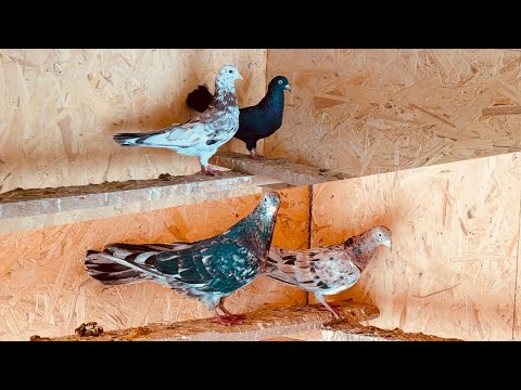 Видео: Начало Сезона! Мраморные Бакинские Голуби! Вечернее кормление!