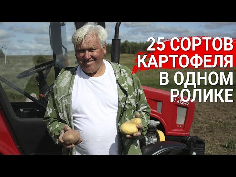 Видео: 25 сортов картофеля в одном ролике