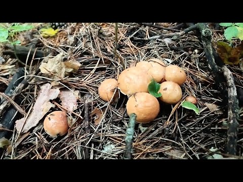 Видео: По грибы за Маслятами, в сосновом лесу🌲🍄 #маслята #грибы #погрибы 