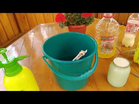 Видео: ФІТОФТОРОЗ  ТОМАТІВ?  БОРОШНИСТА РОСА ОГІРКІВ? ЗРОБІТЬ ЦЕЙ РОЗЧИН!