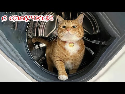 Видео: Приколы с котами! САМЫЕ СМЕШНЫЕ ЖИВОТНЫЕ! С ОЗВУЧКОЙ! Смешные коты и собаки!