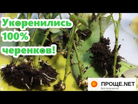 Видео: Укоренение черенков розы Кордана Микс 100% - отличный результат!