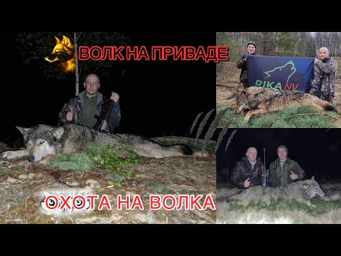 Видео: Охота на волка! 🐺 Волк на приваде! Wolf hunting!