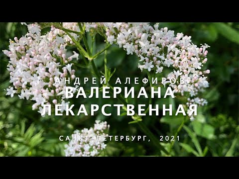 Видео: Валериана лекарственная. Алефиров А.Н.
