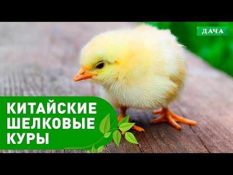 Видео: Энциклопедия домашних животных №14 - Китайские шелковые куры