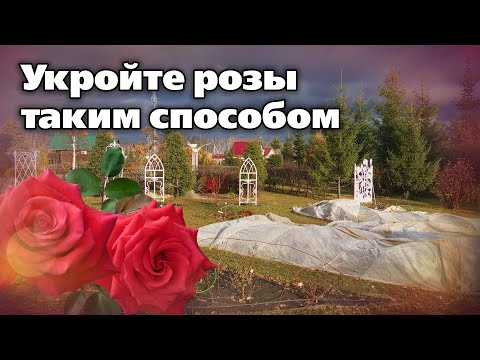 Видео: Как укрыть розы на зиму.  Способ профессиональных садовников