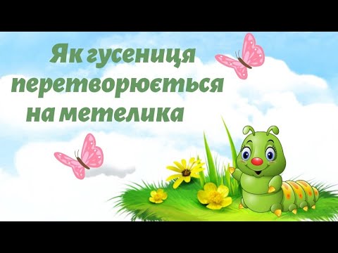 Видео: Як гусениця перетворюється на метелика🦋 Розповідь про гусінь🐛