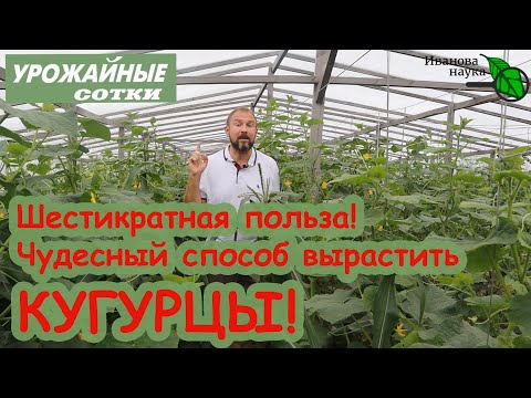 Видео: ЧУДО-ОГОРОД! Шестикратная польза! 2 в 1: КУКУРУЗА в ОГУРЦАХ.
