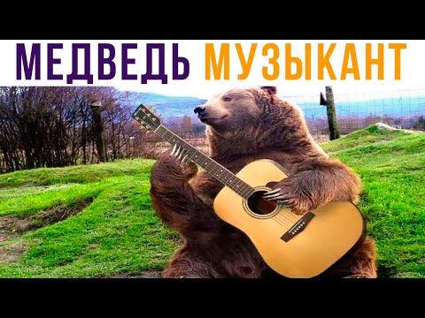 Видео: МЕДВЕДЬ МУЗЫКАНТ))) Приколы | Мемозг #555