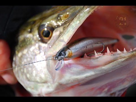 Видео: ЩУЧИЙ ВОБЛЕР Pontoon 21 Cablista!!!Мой самый любимый воблер на ЩУКУ!!!