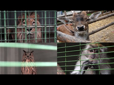 Видео: Зоопаркка САЯКАТ || коркунучтуу ЖЫРТКЫЧТАР
