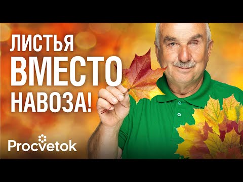 Видео: ОПАВШИЕ ЛИСТЬЯ СТАНУТ НА ВЕС ЗОЛОТА после того, как вы узнаете рецепт этого бесплатного удобрения!