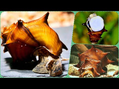 Видео: Улитка Пагода Содержание в аквариуме совместимость и разведение улиток Brotia pagodula