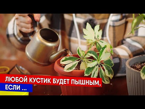 Видео: Любой кустик будет пышным,  если ...