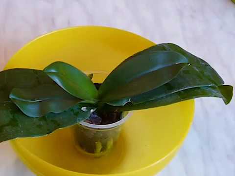 Видео: 🌿 Как спасти #орхидею без корней и с вялыми листьями? Реанимация орхидеи. How to save an Orchid?