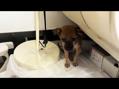 Видео: Сначала я не думала забирать её, но её глаза всё изменили...