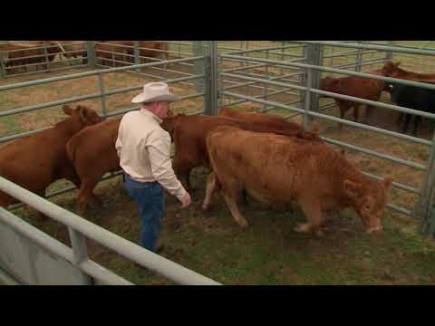Видео: Организация вашего предприятия по содержанию крупного рогатого скота