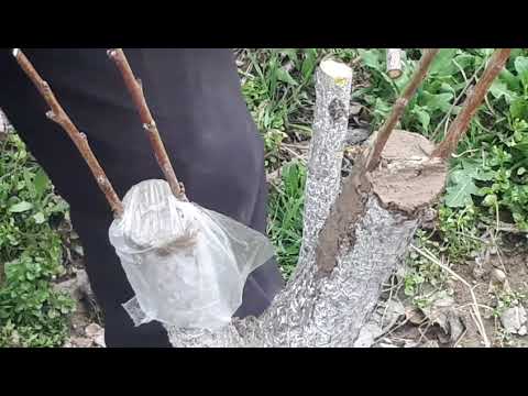 Видео: ПАЙВАНДЛАШ. ..КАТТА ШАФТОЛИЛАРНИ...