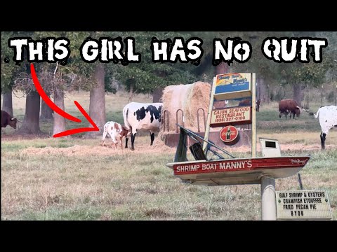 Видео: Каролина и король Джорджи Деревянная Нога 🦵