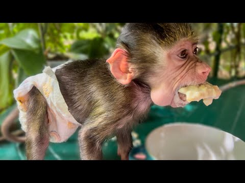 Видео: Новый ТРЕНИНГ для Люси- залезь на стол и добудь себе кашу!