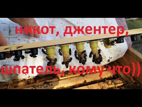 Видео: "Правильные матки" Факторы, влияющие на прием личинок.