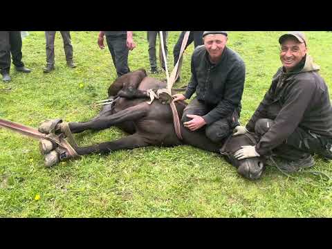 Видео: 🌲Почистили жеребчиків🌲 Майбутні робочі коні