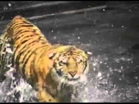 Видео: Промо ролики РЕН ТВ 09.2008-05.2009