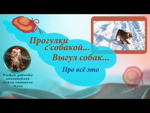 Видео: Прогулки с собакой... Выгул собак... Про всё это