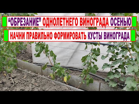 Видео: 🍇 Как ПРАВИЛЬНО ОБРЕЗАТЬ и ФОРМИРОВАТЬ ОДНОЛЕТНИЙ виноград осенью. Как считать ВОЗРАСТ КУСТОВ.