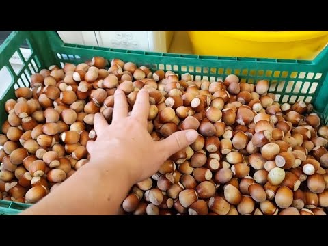 Видео: ОСіННі ВРОЖАЇ 🍎🌰🍅