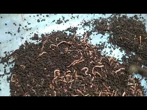 Видео: переселение маточного червя. (разведение червя)