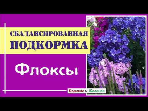Видео: Подкормка флоксов. Делайте это правильно!
