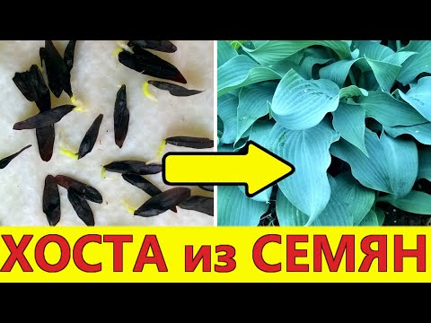 Видео: Хоста из семян. Легко! Посейте семена хосты так и все семена прорастут!