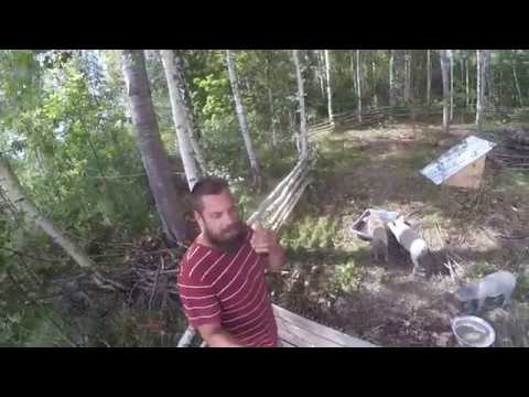 Видео: Содержание венгерской мангалицы // мой мини опыт // хутор Загайки